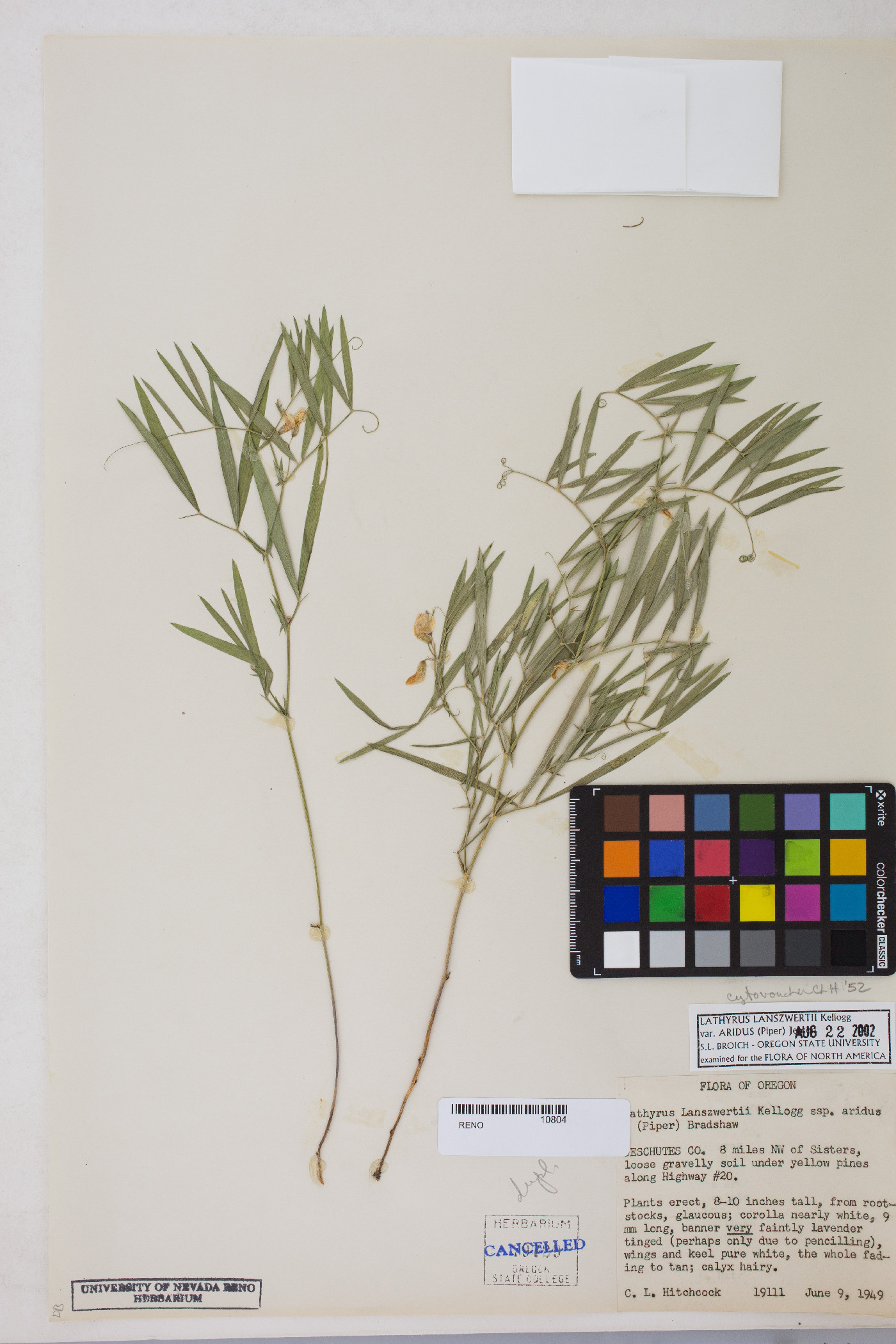 Lathyrus lanszwertii var. aridus image