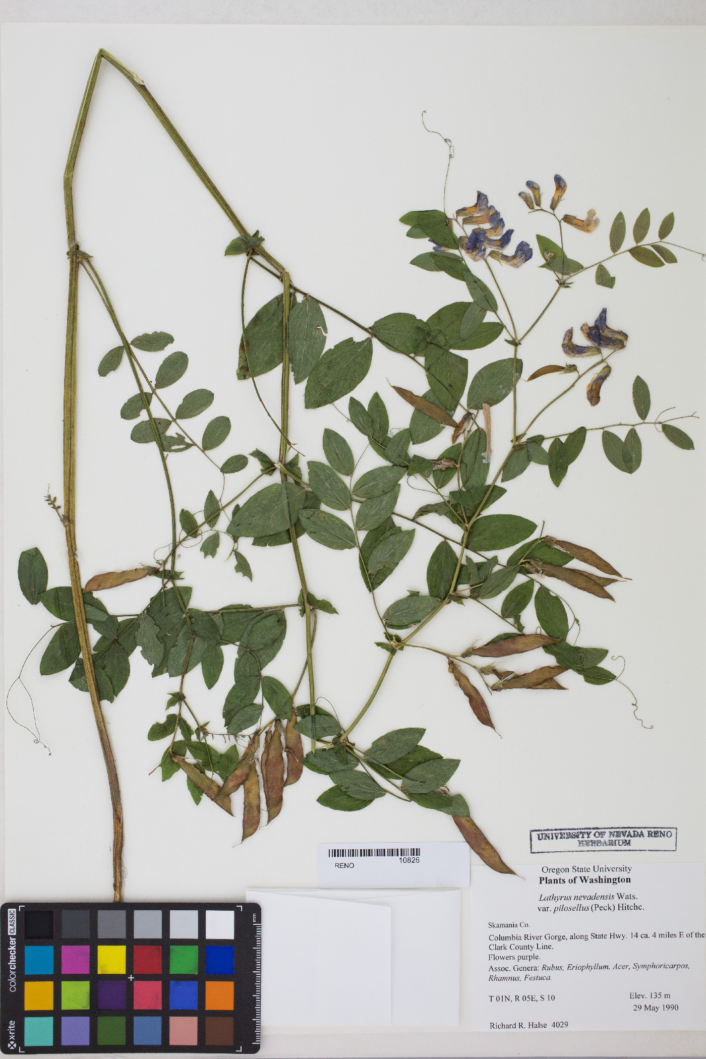 Lathyrus nevadensis var. pilosellus image