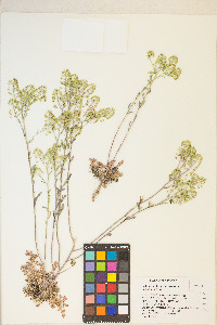 Lepidium montanum image