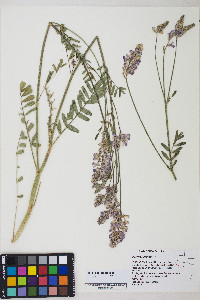 Onobrychis viciifolia image