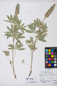 Lupinus leucophyllus image