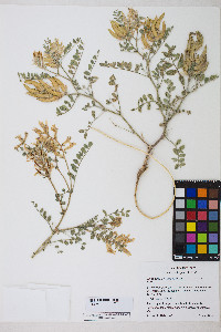 Astragalus succumbens image
