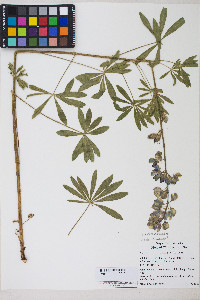 Lupinus polyphyllus image