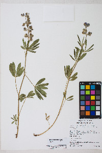 Lupinus latifolius image