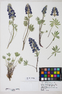 Lupinus polyphyllus image