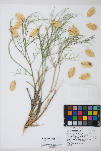 Astragalus pterocarpus image