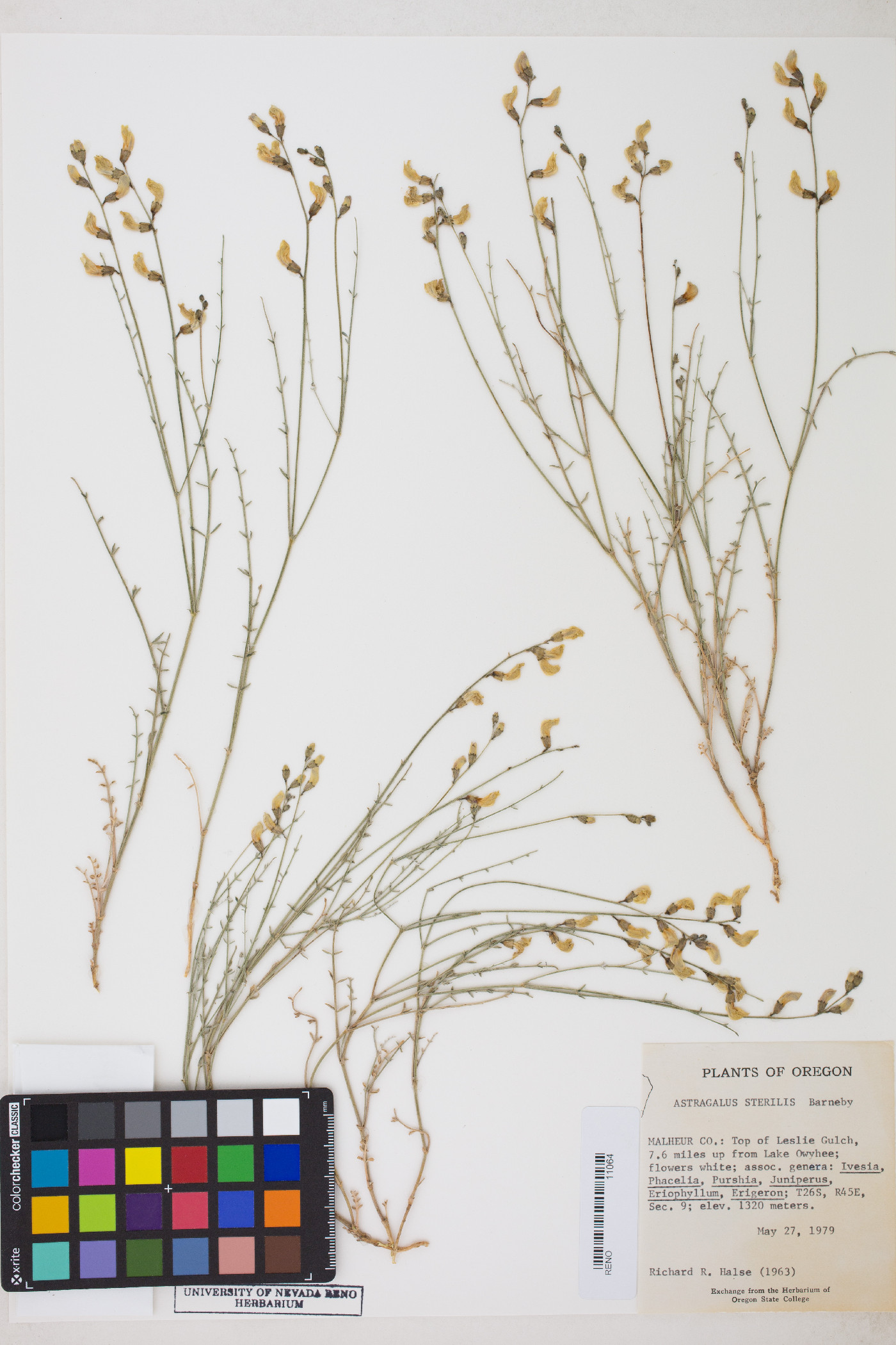 Astragalus cusickii var. sterilis image