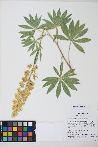 Lupinus sabinianus image