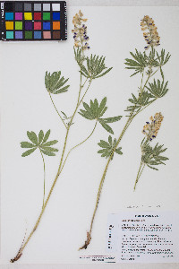 Lupinus arbustus image