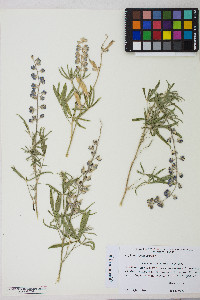 Lupinus argenteus var. argenteus image