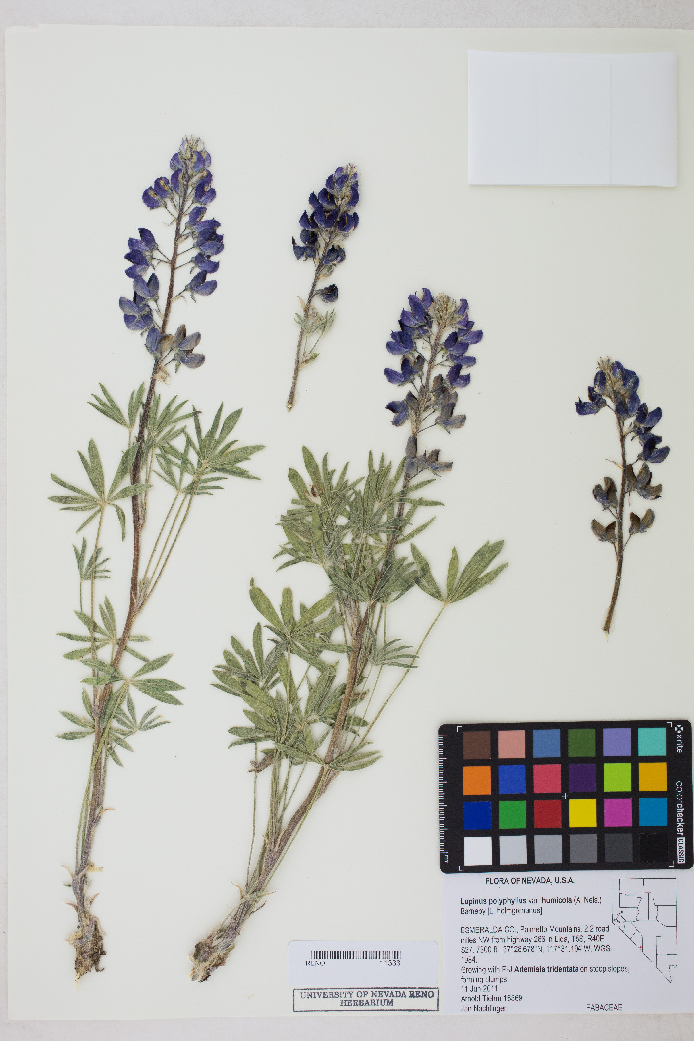 Lupinus polyphyllus var. humicola image