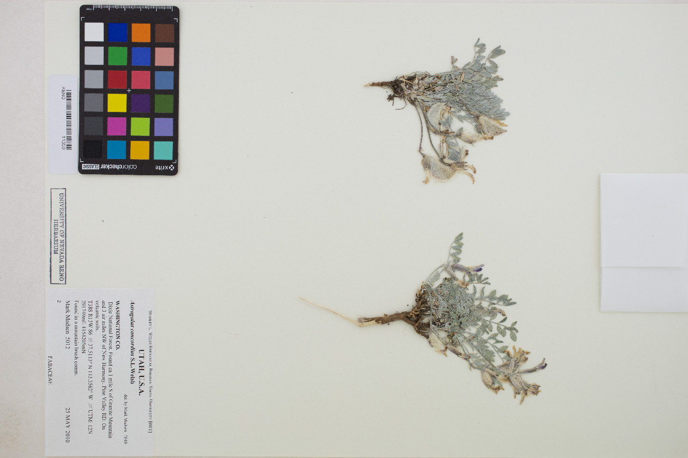 Astragalus concordius image
