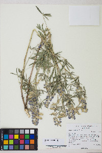 Lupinus sericeus image