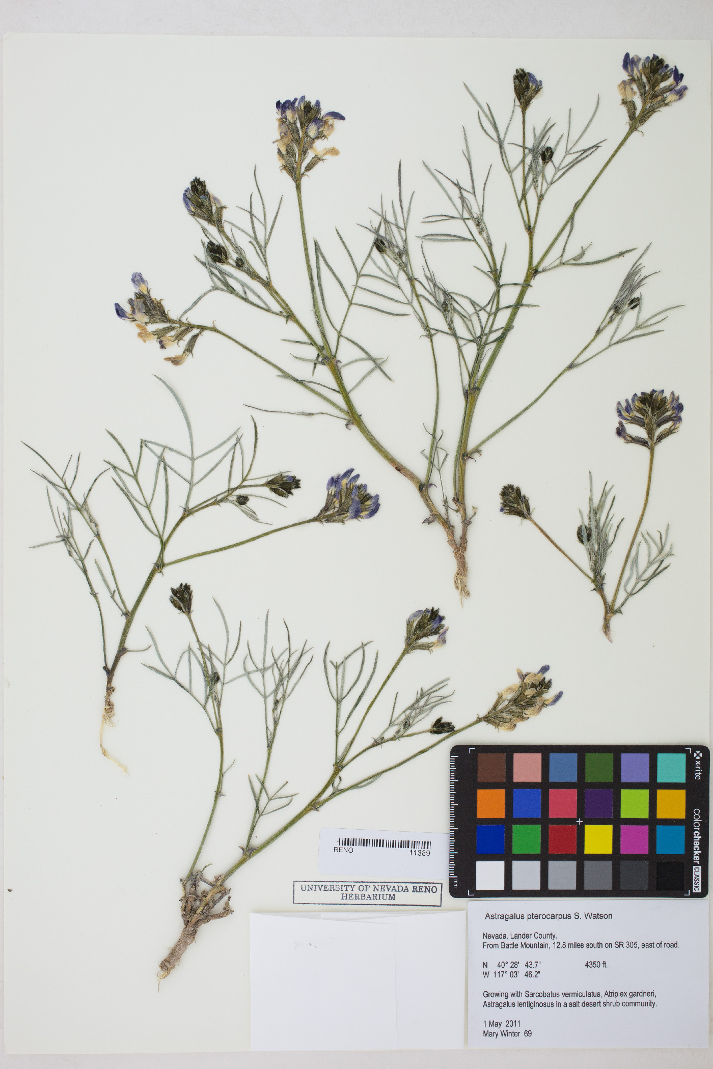 Astragalus pterocarpus image