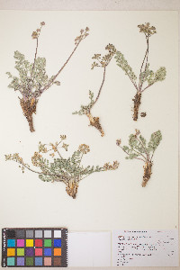 Lomatium fimbriatum image