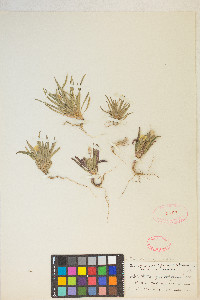 Tetrapteron graciliflorum image