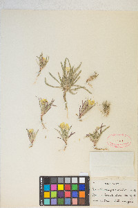 Tetrapteron graciliflorum image