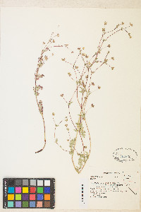 Potentilla basaltica image