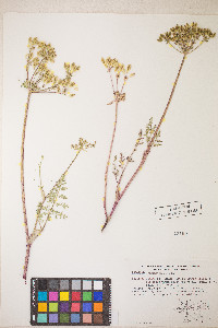 Lomatium vaginatum image