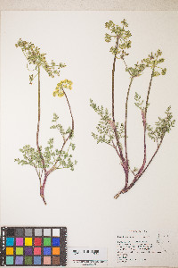 Lomatium vaginatum image