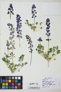 Lupinus odoratus image