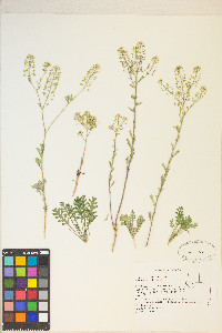 Lepidium montanum image