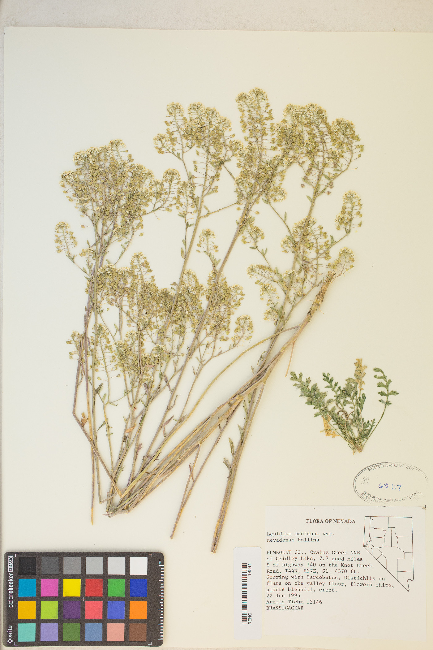 Lepidium montanum var. nevadense image