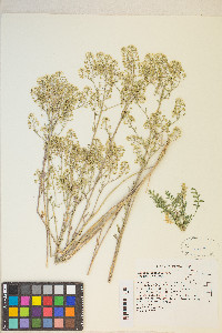 Lepidium montanum image