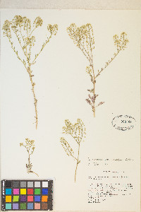 Lepidium montanum var. nevadense image