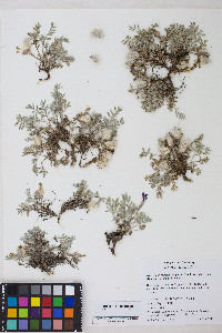 Astragalus purshii var. glareosus image