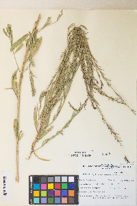 Lythrum californicum image