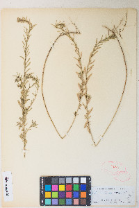 Lythrum californicum image