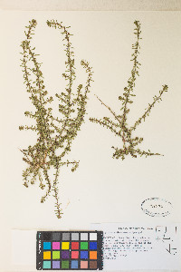 Lythrum tribracteatum image