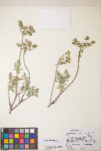 Lomatium vaginatum image