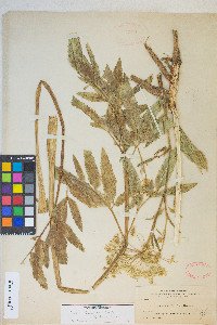 Cicuta maculata var. angustifolia image