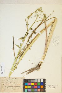 Cicuta maculata var. angustifolia image