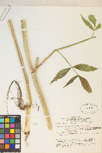 Cicuta maculata var. angustifolia image