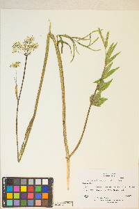 Cicuta maculata var. angustifolia image