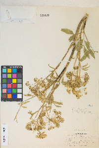 Cicuta maculata var. angustifolia image