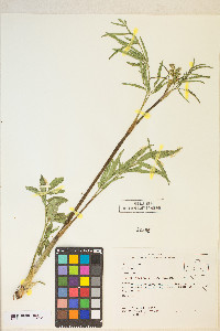 Cicuta maculata var. angustifolia image