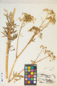 Cicuta maculata var. angustifolia image