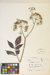 Cicuta maculata var. angustifolia image