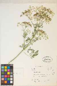 Conium maculatum image