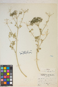 Conium maculatum image