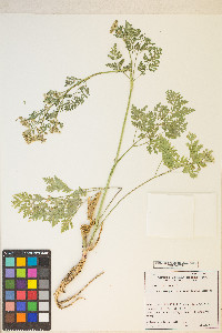 Conium maculatum image