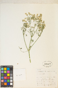 Conium maculatum image