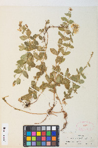 Hypericum scouleri image