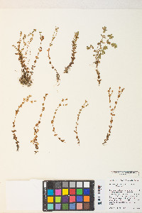 Hypericum boreale image