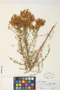 Hypericum perforatum image