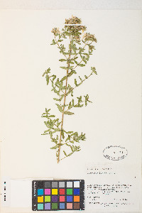 Hypericum perforatum image